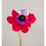VOPSEA ACUARELĂ LENINGRAD 2,5 ML. - LUMINĂ VIOLET MANGAN - Imagine 2